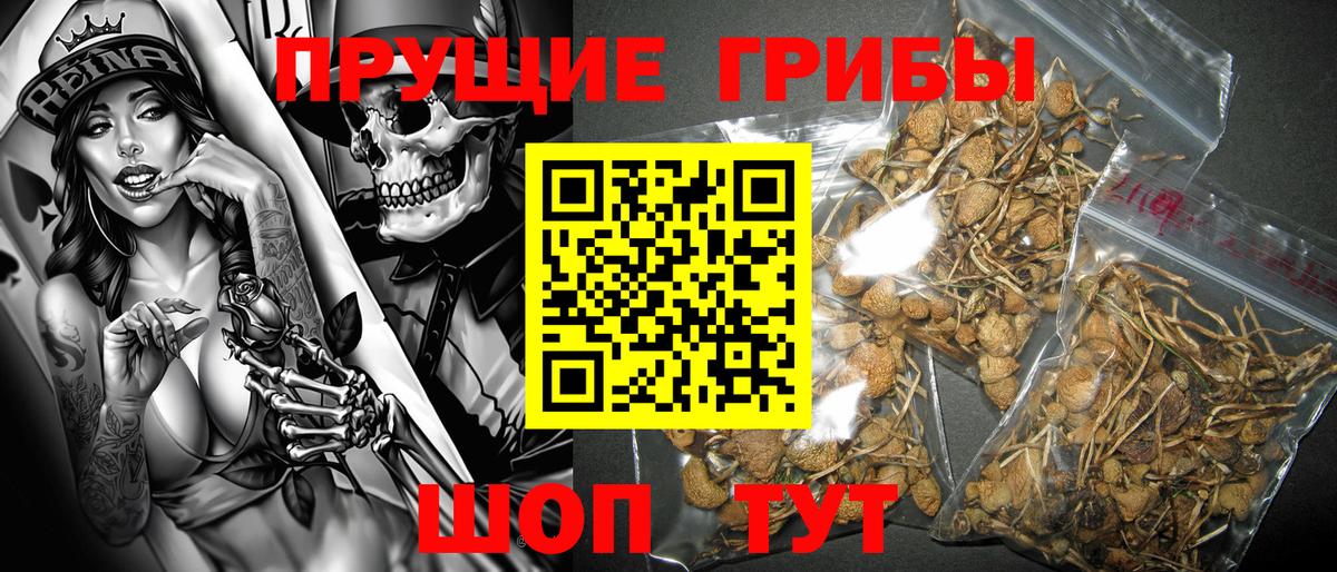 Михайловск  Псилоцибиновые грибы Cubensis  Вход с VPN 